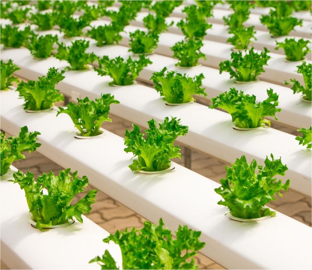 Cornucopia hydroponics